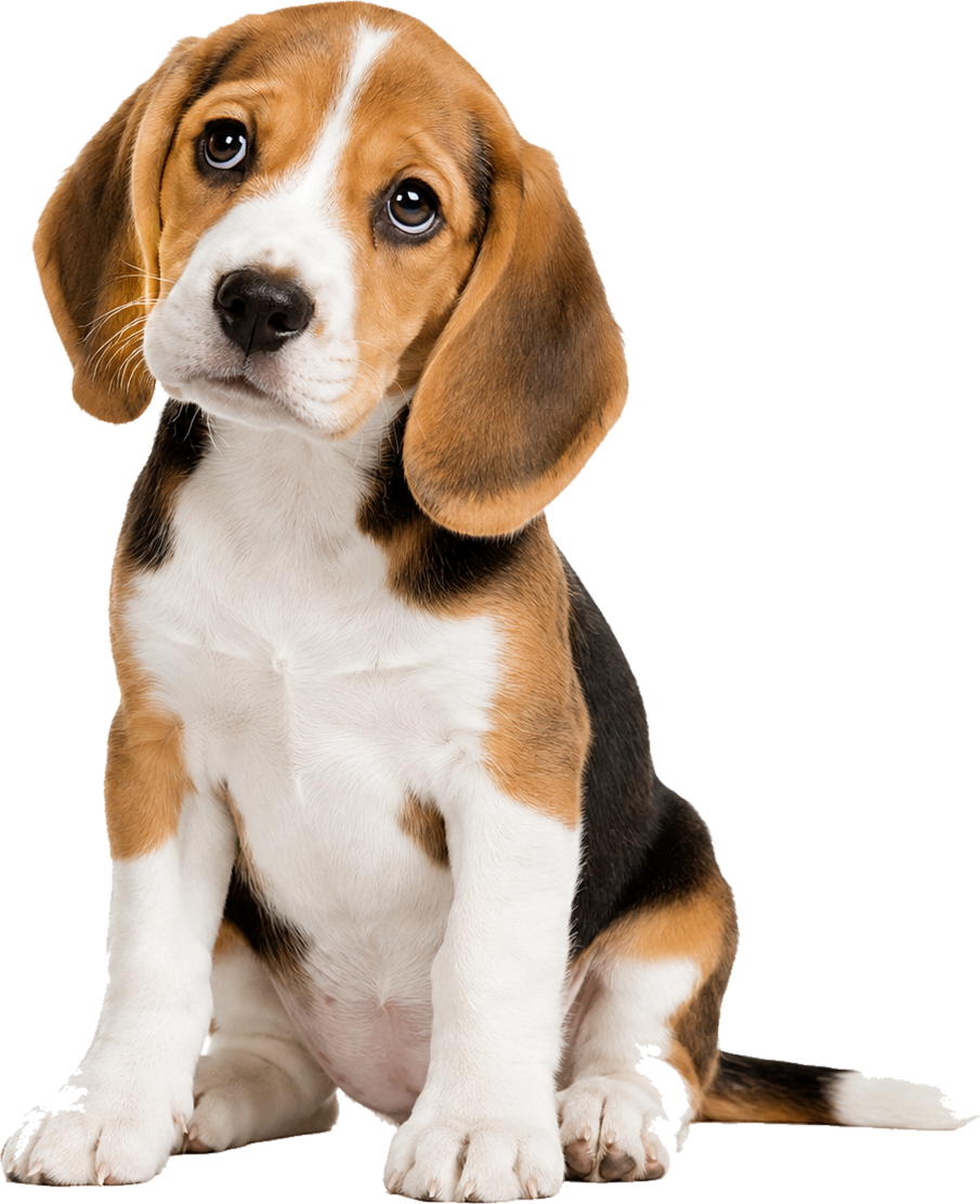 样例比格犬头像